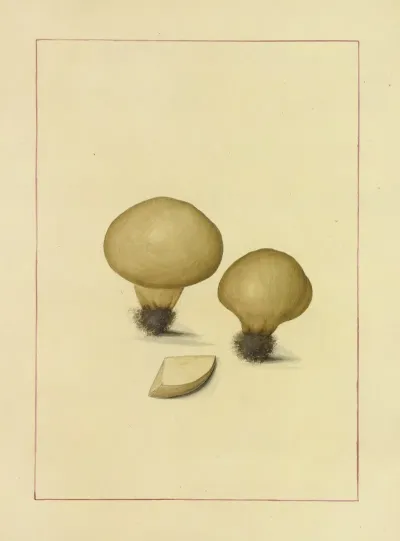 Icons Fungorum Circa Halifax Sponte Nascentium Pl 128