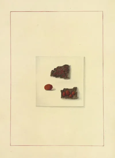 Icons Fungorum Circa Halifax Sponte Nascentium Pl 129