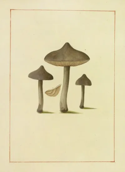 Icons Fungorum Circa Halifax Sponte Nascentium Pl 131
