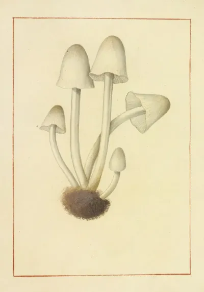 Icons Fungorum Circa Halifax Sponte Nascentium Pl 132