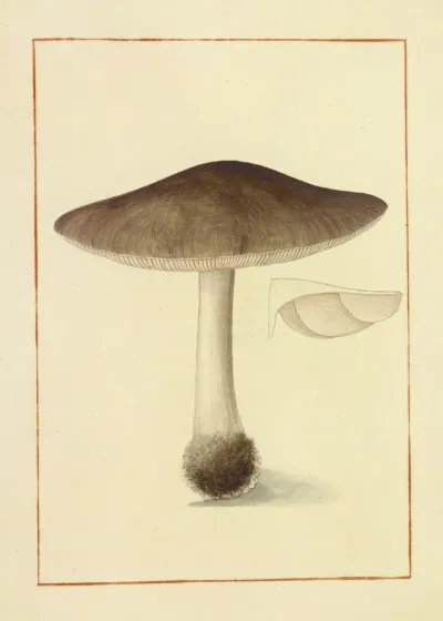 Icons Fungorum Circa Halifax Sponte Nascentium Pl 133