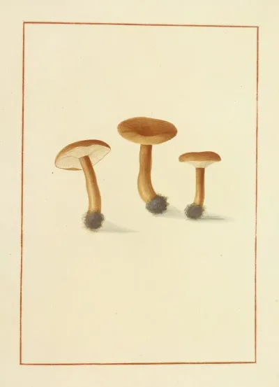 Icons Fungorum Circa Halifax Sponte Nascentium Pl 134