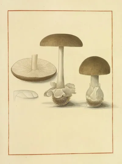 Icons Fungorum Circa Halifax Sponte Nascentium Pl 136