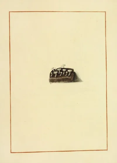 Icons Fungorum Circa Halifax Sponte Nascentium Pl 137