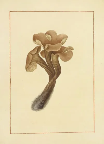 Icons Fungorum Circa Halifax Sponte Nascentium Pl 138