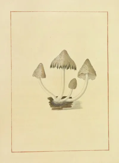 Icons Fungorum Circa Halifax Sponte Nascentium Pl 139