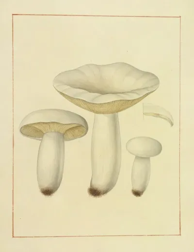 Icons Fungorum Circa Halifax Sponte Nascentium Pl 140