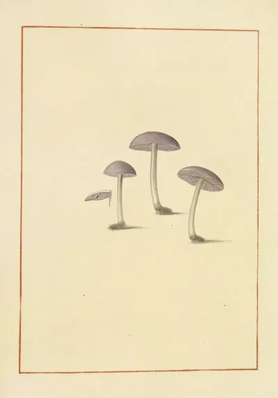Icons Fungorum Circa Halifax Sponte Nascentium Pl 142