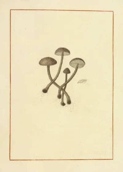 Icons Fungorum Circa Halifax Sponte Nascentium Pl 143