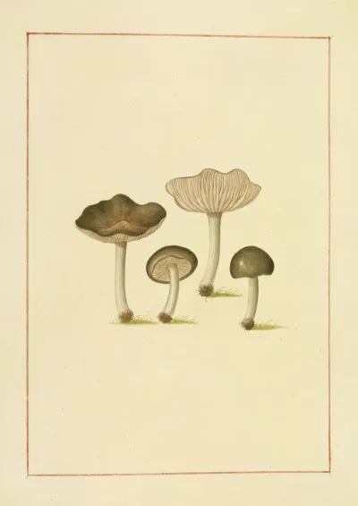 Icons Fungorum Circa Halifax Sponte Nascentium Pl 144