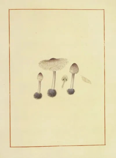Icons Fungorum Circa Halifax Sponte Nascentium Pl 145