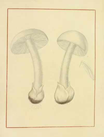 Icons Fungorum Circa Halifax Sponte Nascentium Pl 146