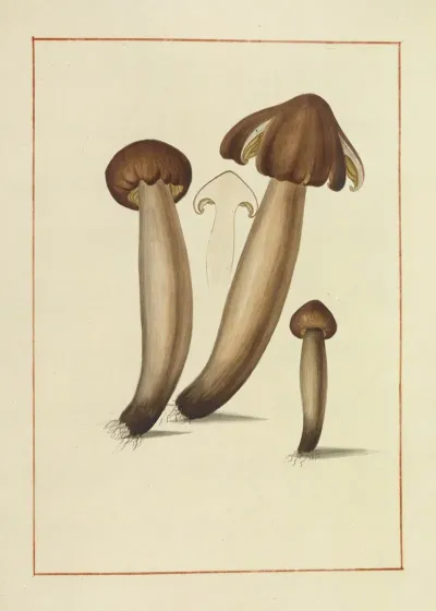Icons Fungorum Circa Halifax Sponte Nascentium Pl 148