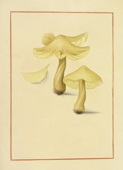 Icons Fungorum Circa Halifax Sponte Nascentium Pl 150