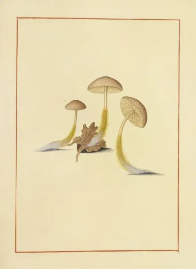 Icons Fungorum Circa Halifax Sponte Nascentium Pl 152