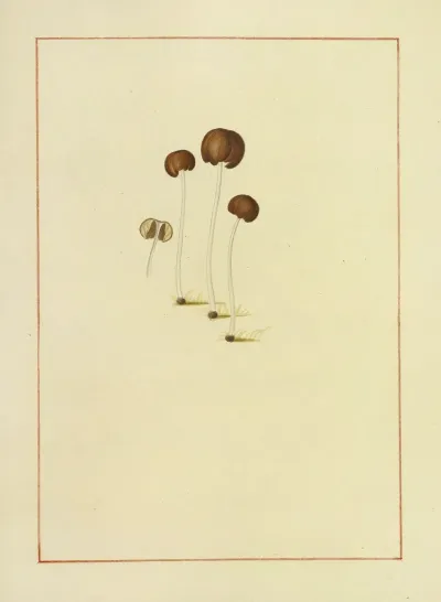 Icons Fungorum Circa Halifax Sponte Nascentium Pl 153