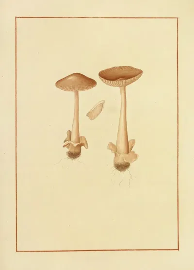 Icons Fungorum Circa Halifax Sponte Nascentium Pl 154
