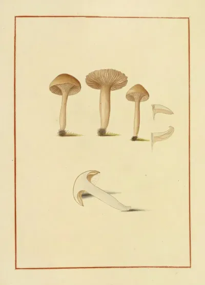 Icons Fungorum Circa Halifax Sponte Nascentium Pl 155