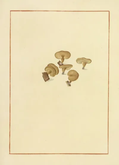 Icons Fungorum Circa Halifax Sponte Nascentium Pl 156