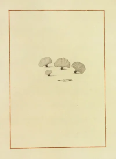 Icons Fungorum Circa Halifax Sponte Nascentium Pl 157