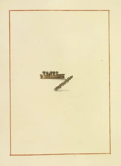 Icons Fungorum Circa Halifax Sponte Nascentium Pl 162