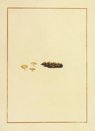 Icons Fungorum Circa Halifax Sponte Nascentium Pl 164