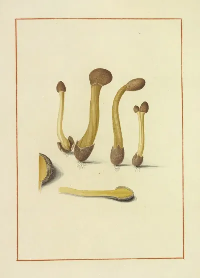 Icons Fungorum Circa Halifax Sponte Nascentium Pl 165