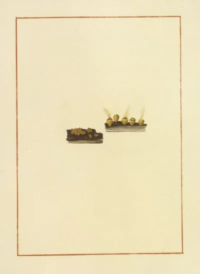 Icons Fungorum Circa Halifax Sponte Nascentium Pl 166