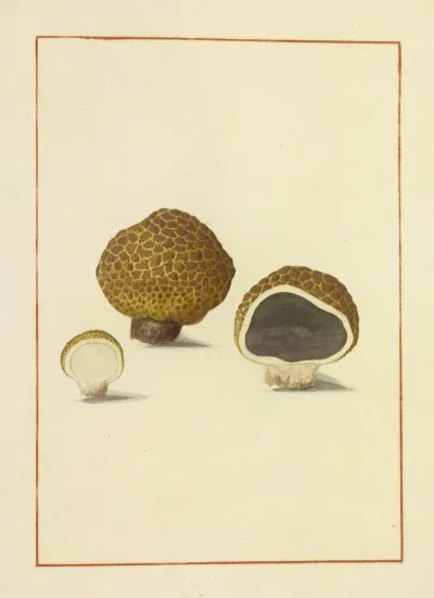 Icons Fungorum Circa Halifax Sponte Nascentium Pl 169