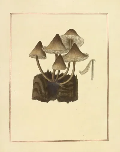 Icons Fungorum Circa Halifax Sponte Nascentium Pl 177