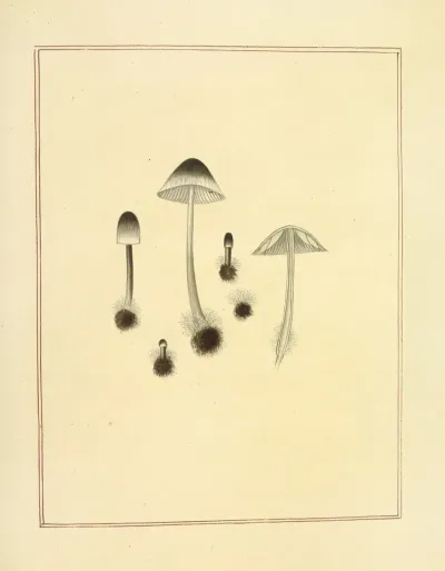 Icons Fungorum Circa Halifax Sponte Nascentium Pl 178