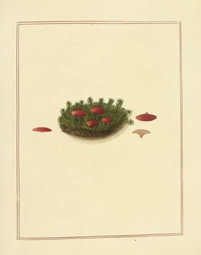 Icons Fungorum Circa Halifax Sponte Nascentium Pl 179