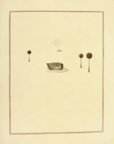 Icons Fungorum Circa Halifax Sponte Nascentium Pl 180