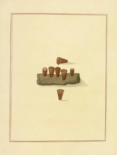Icons Fungorum Circa Halifax Sponte Nascentium Pl 181