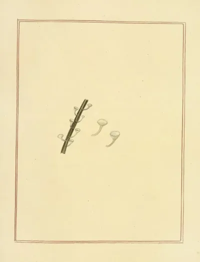 Icons Fungorum Circa Halifax Sponte Nascentium Pl 182