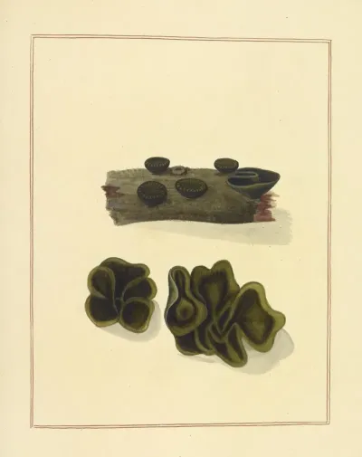 Icons Fungorum Circa Halifax Sponte Nascentium Pl 183