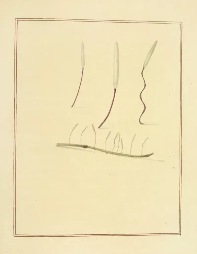 Icons Fungorum Circa Halifax Sponte Nascentium Pl 184