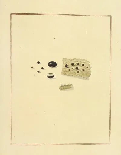 Icons Fungorum Circa Halifax Sponte Nascentium Pl 185