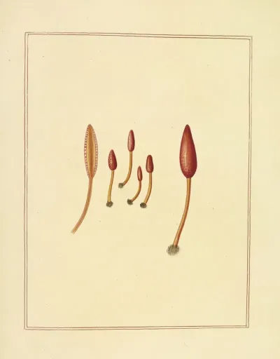 Icons Fungorum Circa Halifax Sponte Nascentium Pl 189