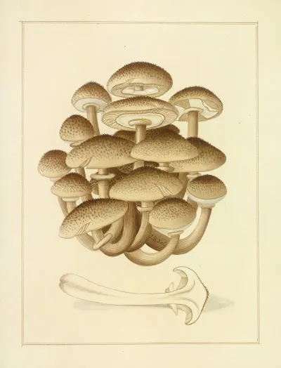Icons Fungorum Circa Halifax Sponte Nascentium Pl 192