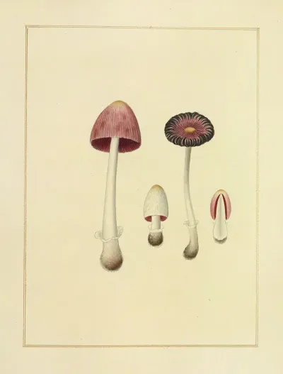 Icons Fungorum Circa Halifax Sponte Nascentium Pl 194