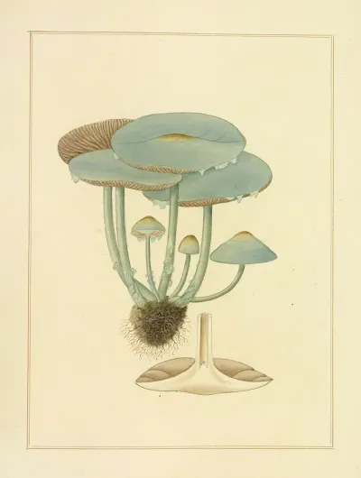 Icons Fungorum Circa Halifax Sponte Nascentium Pl 195