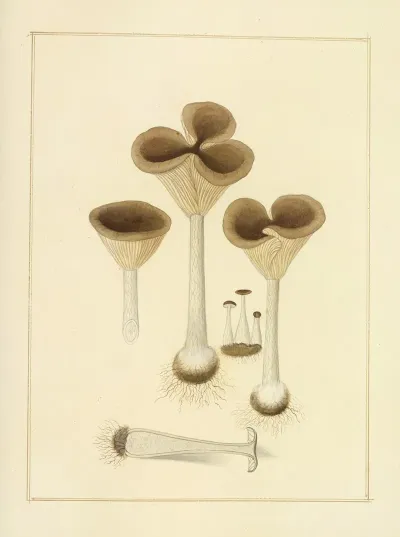 Icons Fungorum Circa Halifax Sponte Nascentium Pl 197