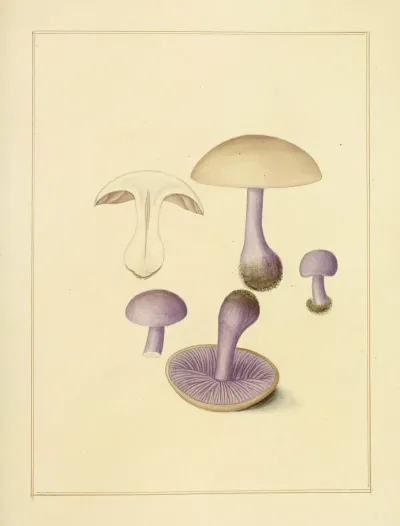 Icons Fungorum Circa Halifax Sponte Nascentium Pl 199
