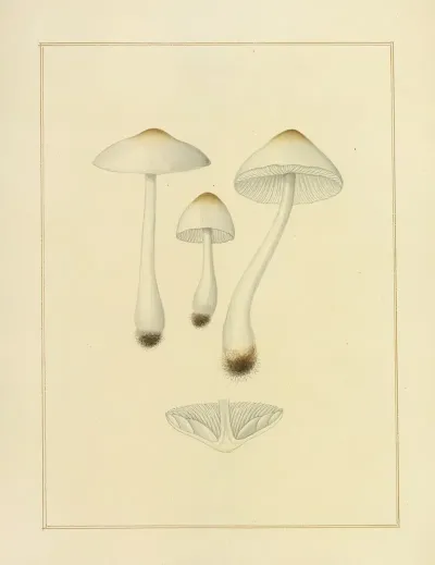 Icons Fungorum Circa Halifax Sponte Nascentium Pl 204
