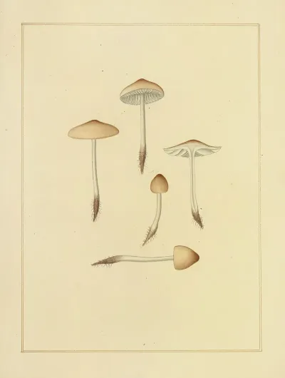 Icons Fungorum Circa Halifax Sponte Nascentium Pl 205
