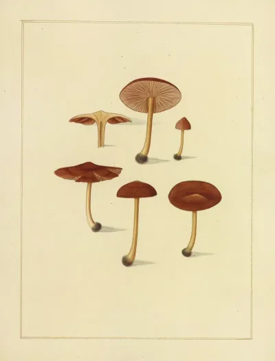 Icons Fungorum Circa Halifax Sponte Nascentium Pl 206