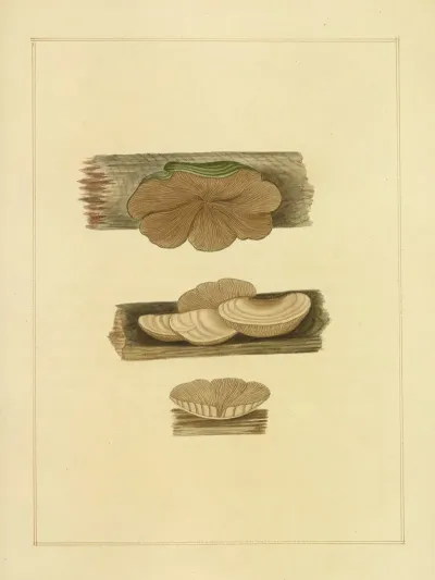 Icons Fungorum Circa Halifax Sponte Nascentium Pl 207