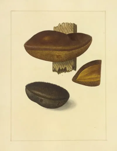Icons Fungorum Circa Halifax Sponte Nascentium Pl 208