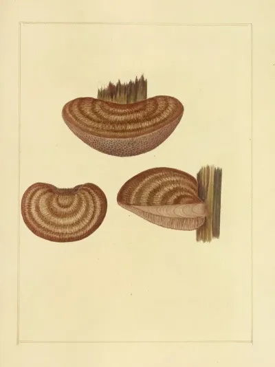 Icons Fungorum Circa Halifax Sponte Nascentium Pl 209